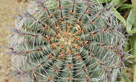 Ferocactus Peninsulae or Golden Barrel Cactus Plant. A Succulent Plants with Sharp Thorns for Garden...