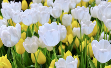 Beautiful Flower, Lovely White and Yellow Tulip Flowers in A Greenhouse Agribusiness Garden. A Symbol for Love and Romantic.の写真素材