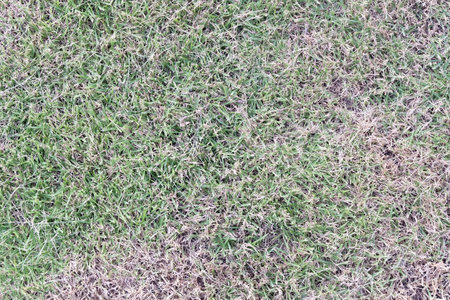 Background and Textured, A Natural Background Featuring Textured, Dried Grass in Shades of Green and Brown Lying on The Ground. Ideal for Nature or Outdoor Themed Designs.の写真素材