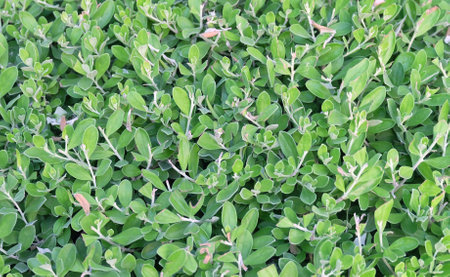 Ecology Concepts, Leucophyllum Frutescens, Purple Sage, Texas Ranger, Silverleaf or White Sage Plants with Green Leaves.の写真素材