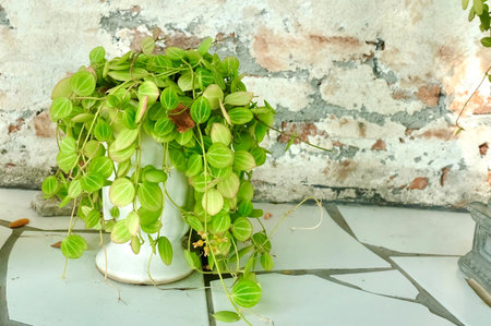 Cute Small Watermelon Dischidia Clean Air Plantの写真素材