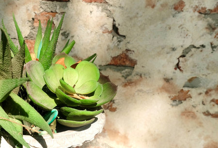 Potted Succulent Collection with Rustic Weathered Wallの写真素材