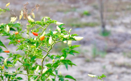 Close-up of hot chili peppers in varied colors growing on a healthy green plant in an outdoor...