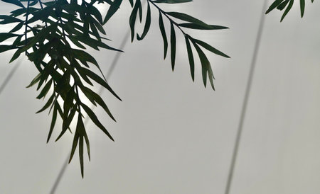 Tree Branch Providing Shade Near Concrete Building