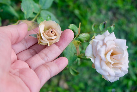 Hand Inspecting White Rose for Health and Pests