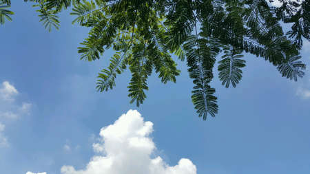 Sky and Tree, Blue and Greenの素材
