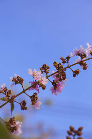 Purple Flowers