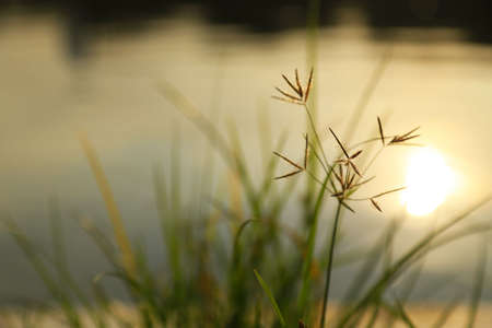 Grass Flower