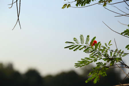Flame, Red-Yellow, Flowers
