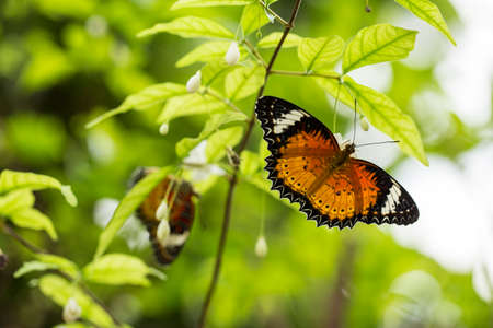 Black-Orange Butterfly