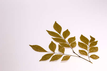 Dry leavesの写真素材