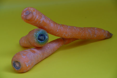 Fresh carrots on a yellow background, close-up, macro photographyの写真素材