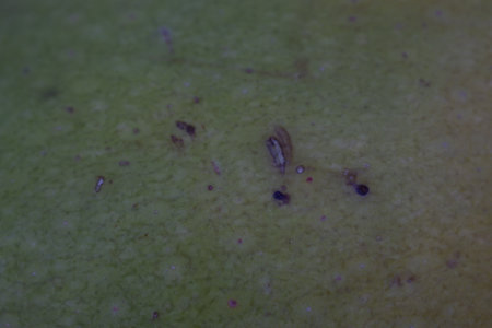Close up of a green pear fruit with small insects on it.の写真素材