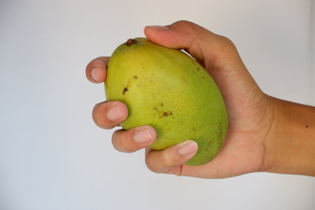 Mango in hand isolated on white background. Fresh mango in handの写真素材