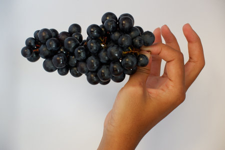 Bunch of black grapes in the hands of a girl on a white background