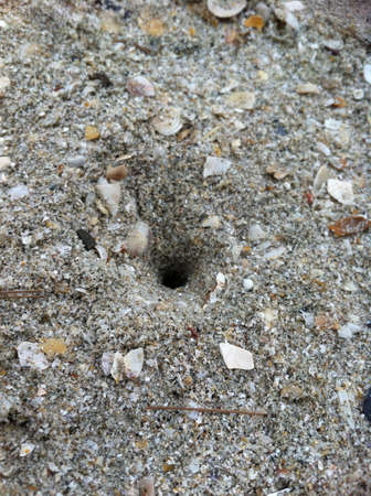 Hole in the beach where the crab hide