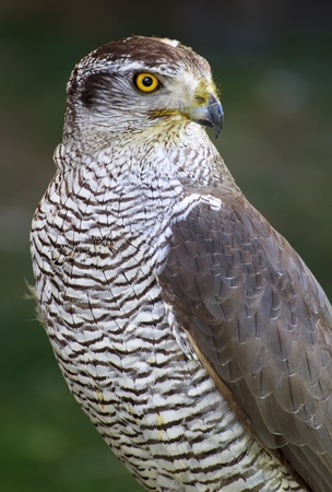 goshawk close upの写真素材