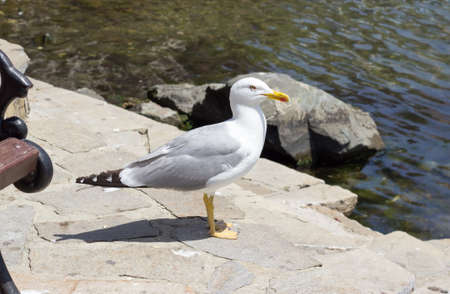 seagullの写真素材