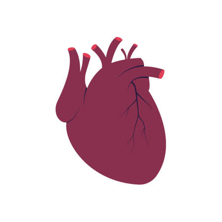 Human heart blood muscular organのイラスト素材