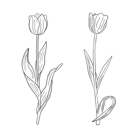 Tulip flower plant hand drawn sketch line art vectorのイラスト素材