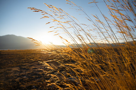 Sunset in the field with dry grass and mountains in the background Sailimu Lake in Autumnの写真素材