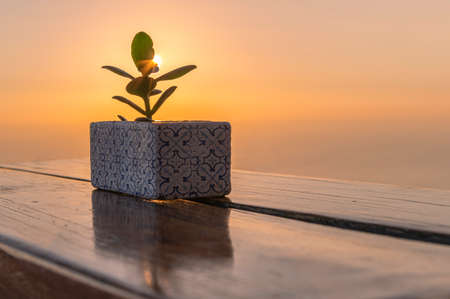 A young plant over the skyの写真素材