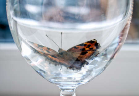 Butterfly in glass on background of windowの写真素材