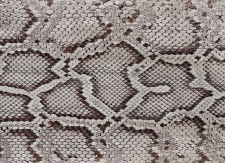 Snake pyton natural skin closeupの写真素材