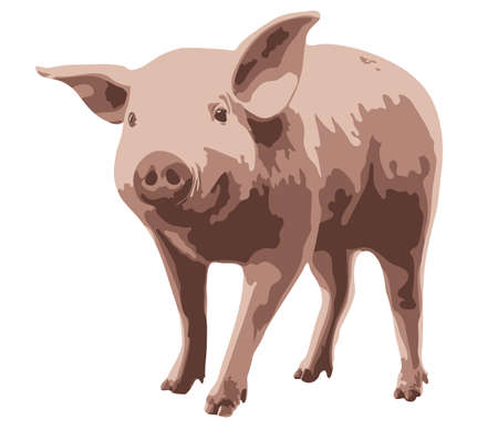 Little pig on white background. Vector illustration.のイラスト素材