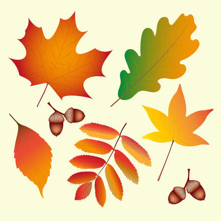 Different autumn leaves set.のイラスト素材