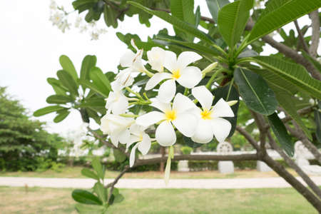 Plumeria flowers on the Plumeria tree