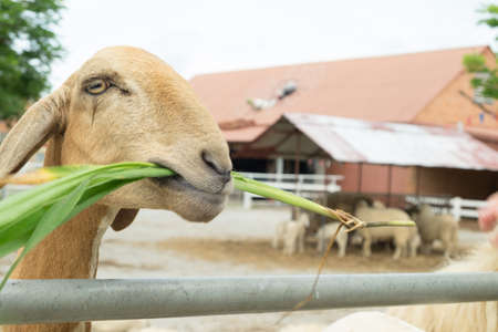 Sheep is eating grass in a farm.の写真素材