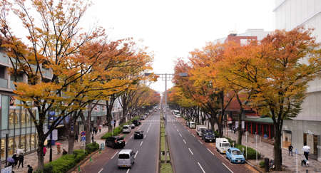 November 14,2017 Tokyo Japan : city street of Tokyo Japan in harajuku area with tree and autumn...