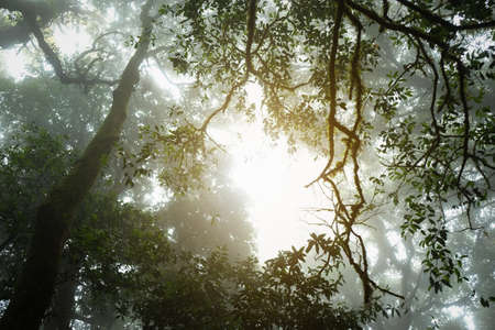 Â Sunshine through the green forest.