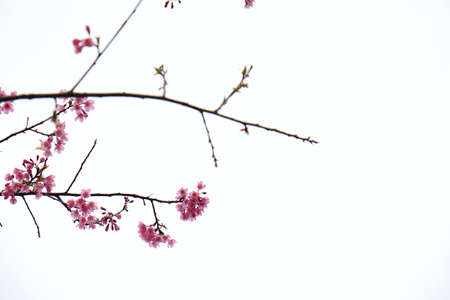 Cherry Blossom Thai Sakura pink flower during winter in ChiangMai Province, Thaniland