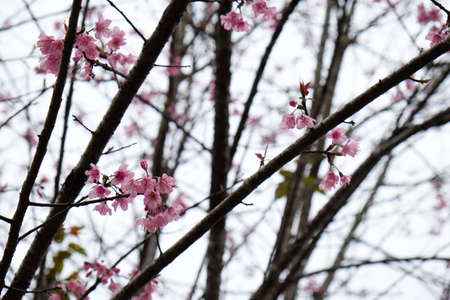 Cherry Blossom Thai Sakura pink flower during winter in ChiangMai Province, Thanilandの写真素材