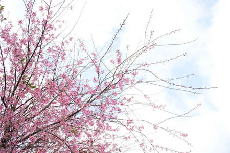 Pink Cherry blossom flower in winter ,Thai sakura at Chaing Mai