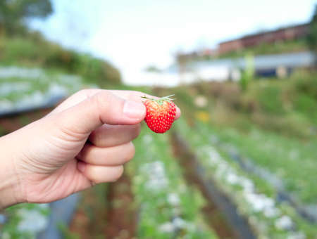 Strawberry on hand in the strawberry farm, strawberry farm in Thailand.の写真素材