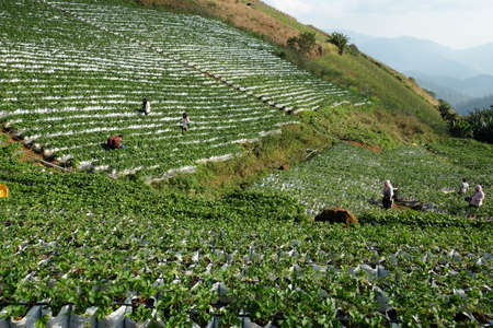 Chiangmai ,Thailand - Jan 14 2018: Tourist picking fresh strawberries harvest garden in holiday.fruit harvesting strawberries fieldのeditorial素材