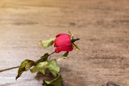 Dried roses on the wooden table.の写真素材