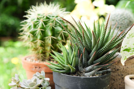 Small plant in pot, succulents or cactusの写真素材