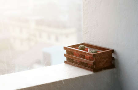 Close up cactus pot on rainy day.の写真素材