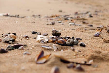 Close up shells and coral on the beach
