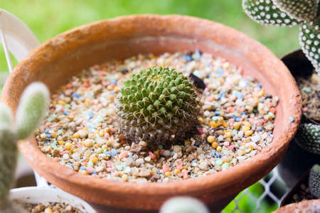 Small plant in pot, succulents or cactus