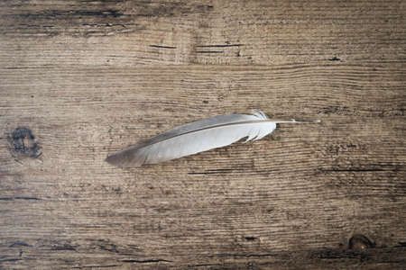 Feather on wooden table.の写真素材