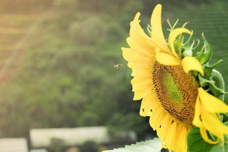 Close up of sunflower in the gardenの写真素材