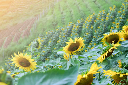 Sunflower field in the gardenの写真素材