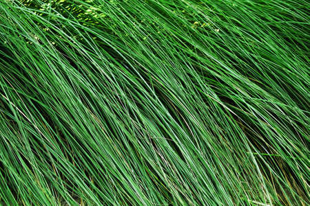 Close up of green grass texture for backgroundの写真素材