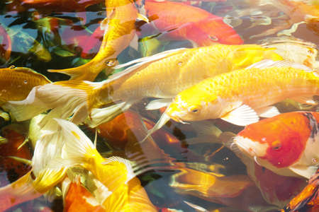 Group of Koi fish in the pondの写真素材