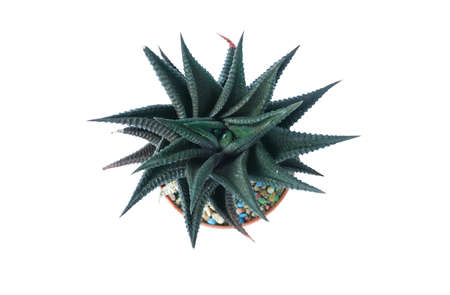 Top view of small plant in pot, succulents or cactus isolated on white background